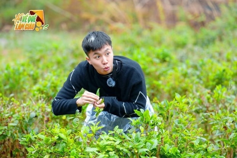 Long Vũ trong thử thách hái chè