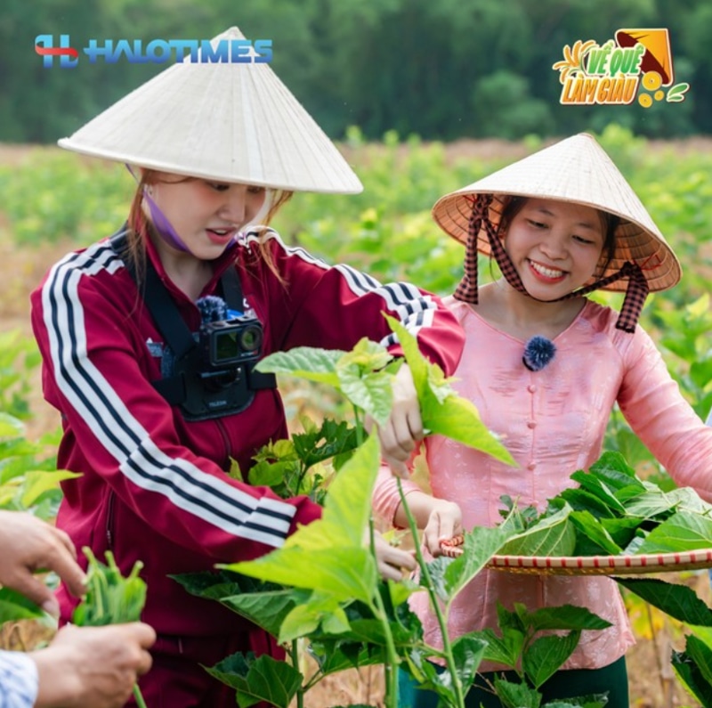 Hari Won Từ “Tay Nghiệp Dư” Đến “Bậc Thầy” Hái Lá Dâu