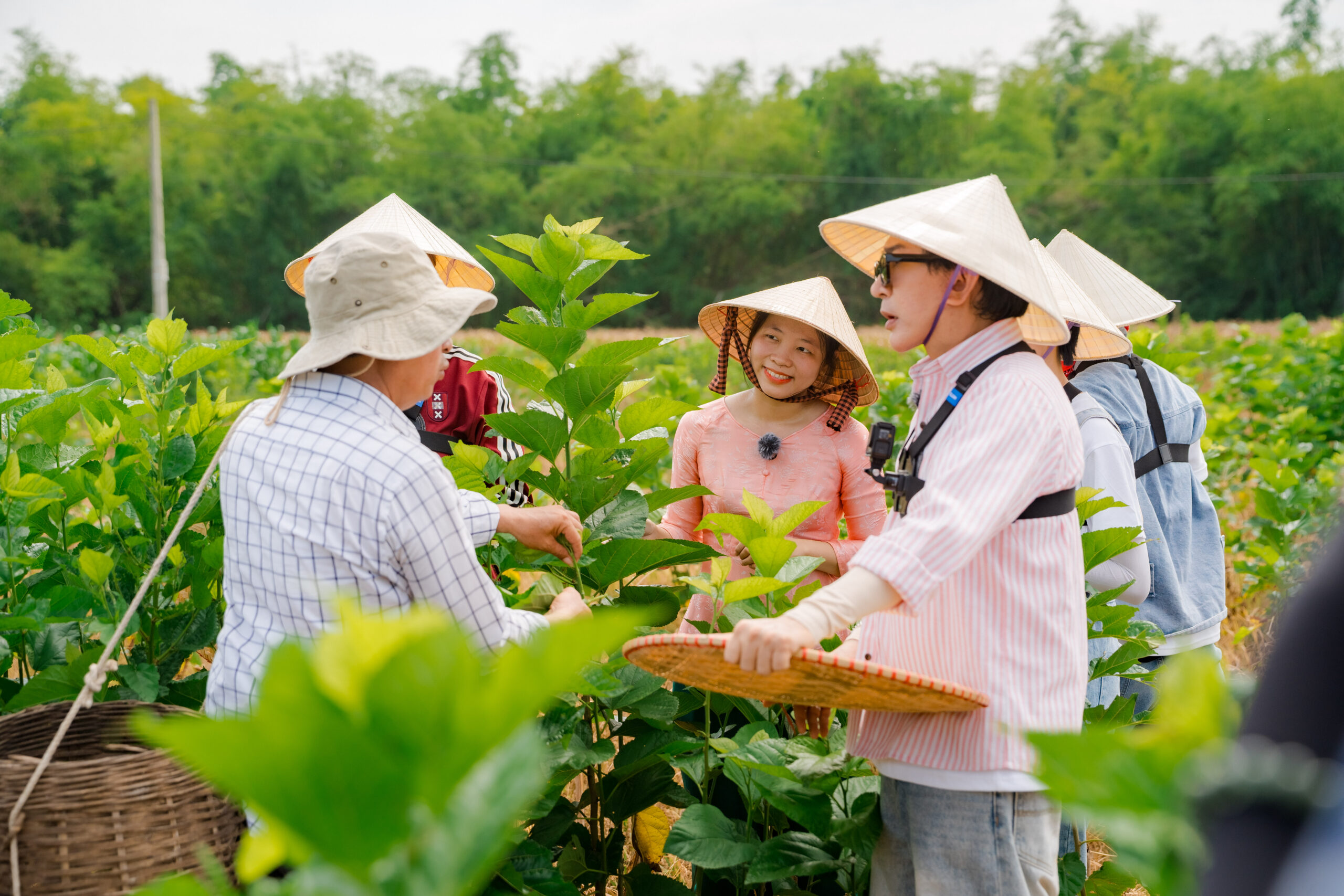 Các nghệ sĩ bắt đầu hành trình trải nghiệm tại làng lụa Mã Châu bằng thử thách hái lá dâu tằm tại ruộng dâu xanh mướt của chú Nguyễn Quang Tâm